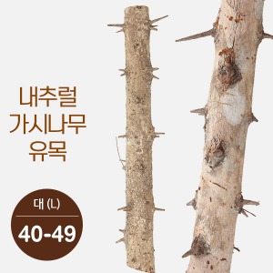 bizidduk내추럴 가시나무 가지유목 (대) 40-49